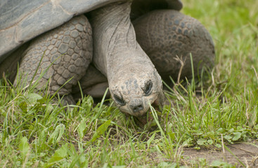 Aldabra giant tortoise