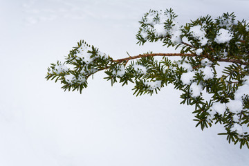Snow on the branch