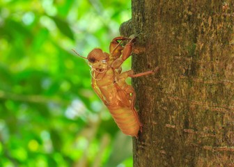 Cicada Molt on Tree in Forrest.