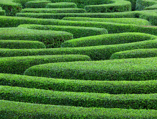 Green plant maze