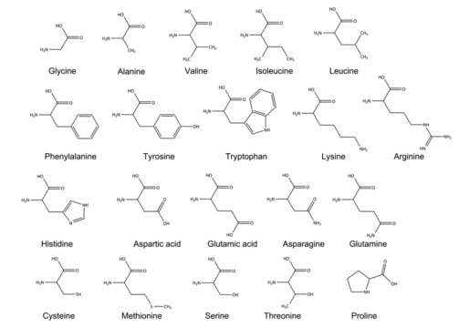 Chemical formulas of the standard amino acids. 2D Illustration