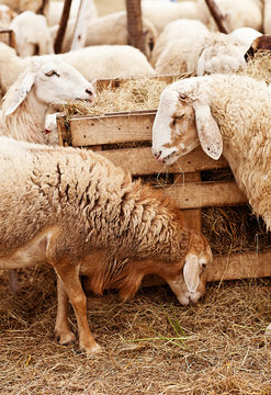sheeps on a farm