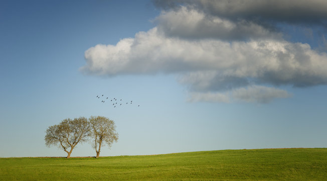 Summer Landscape And Two Trees