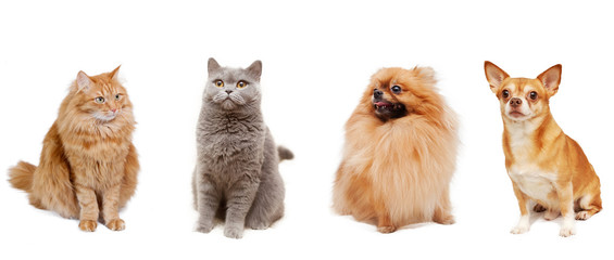 Pomeranian, Chihuahua, british cat and a fluffy red cat isolated