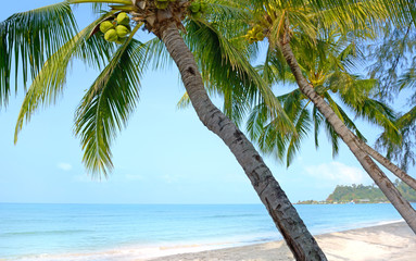 Beach with palm trees. Koh Chang, Thailand