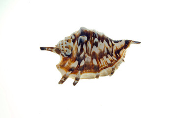 Fototapeta premium Shell animal