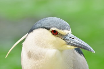 ゴイサギ