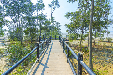 Jetty and forest mangrove