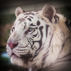 white tiger