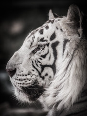 white tiger