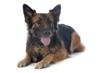 german shepherd