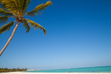 Caribbean sea and palm