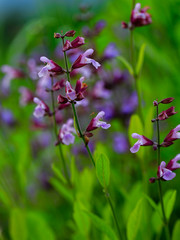 Herbal Garden - flowering sage in the garden