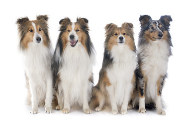 shetland dogs