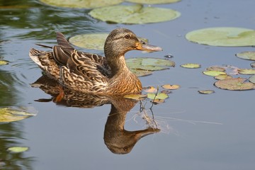 Mallard duck (Anas platyrhynchos), female