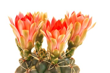 Cactus and red flowers