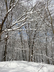 Fototapeta premium winter landscape