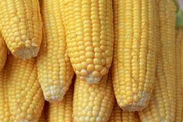 Sweet corn in the market