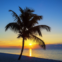 Plakat View of Beach with palm tree at sunset