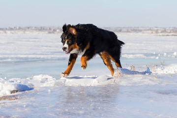 Bernese mountain breed dog play outdoors in winter