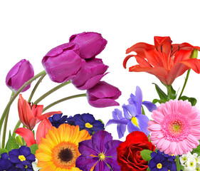 Spring flowers isolated on white background
