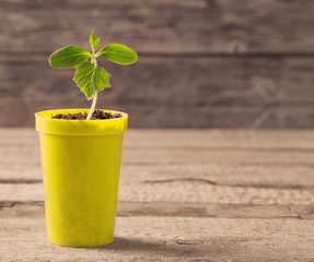Young plant  in pot on wooden background