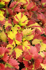 Green and red leaves in the garden