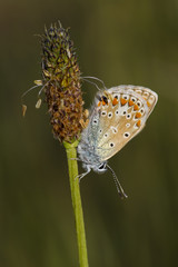Aricia
