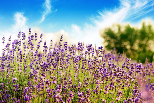 Beautiful detail of a lavender field with blue sky