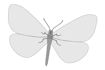 cartoon image of buttefly animal