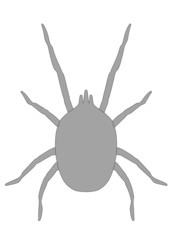 cartoon image of mite animal