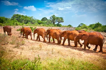 Foto op Aluminium Kudde babyolifanten, Kenia. © Aleksandar Todorovic