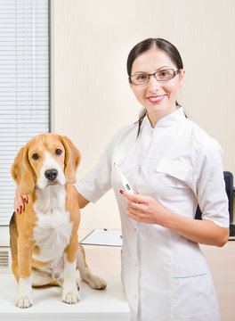 Vet measures the body temperature of a dog