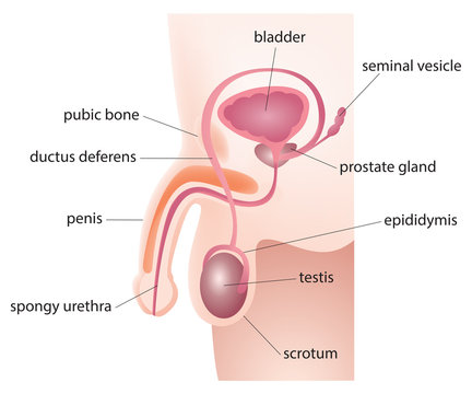 Male Reproductive System
