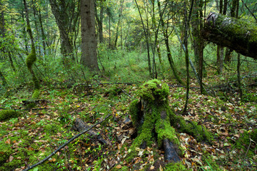 Tropical forests, moss on tree roots
