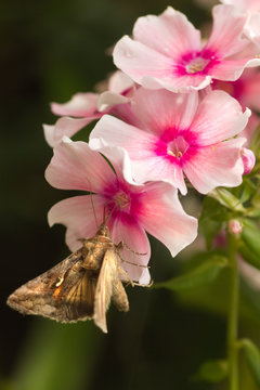 Migratory moth Silver Y or Autographa gamma butterfly