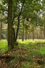 Forest in summer with oak tree