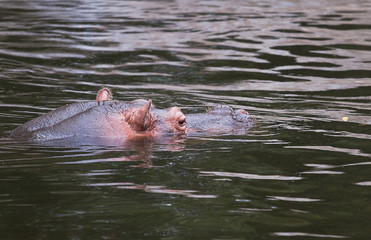 Hippo or Hippopotamus amphibius in water