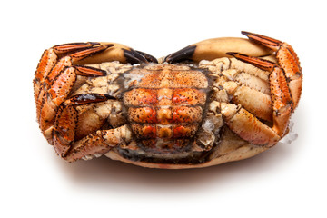 Cooked brown crab isolated on a white studio background.