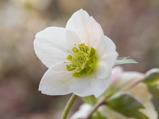 早春のレンテンローズ