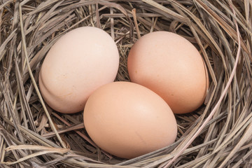 closeup brown eggs at hay nest