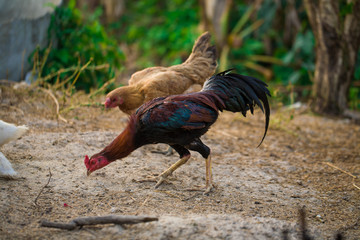 Rooster and Chickens.