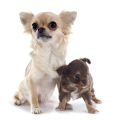 puppy and adult chihuahua