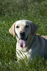 Labrador retriever amarillo