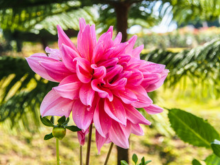 Fototapeta premium Pink Dahlia.Flower