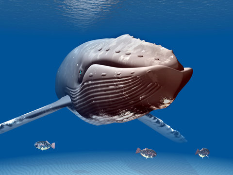 Humpback Whale