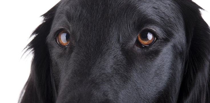 Dogs Eyes
