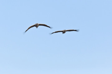 Two flying cranes