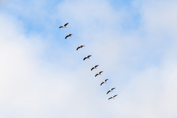 Cranes