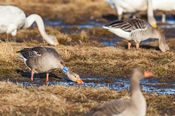 Greylag Goose with bird ringing